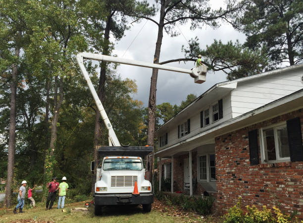 Best Emergency Tree Removal  in Holt, AL